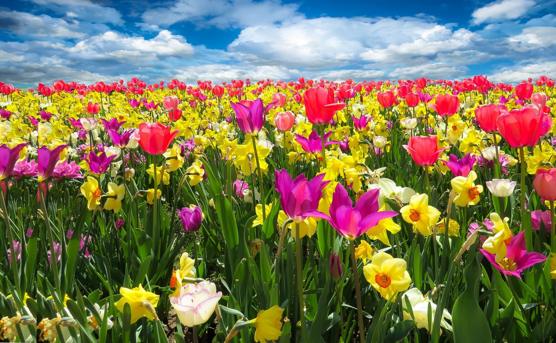 Lente